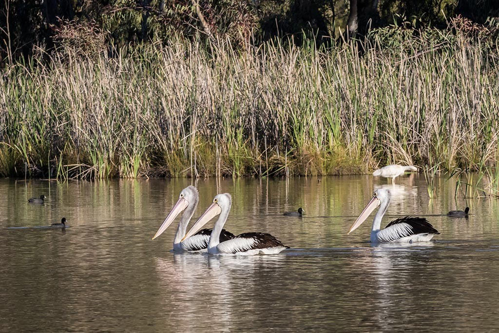 Click image for larger version

Name:	Mildura Trip 2019_0085.jpg
Views:	29
Size:	302.3 KB
ID:	466936