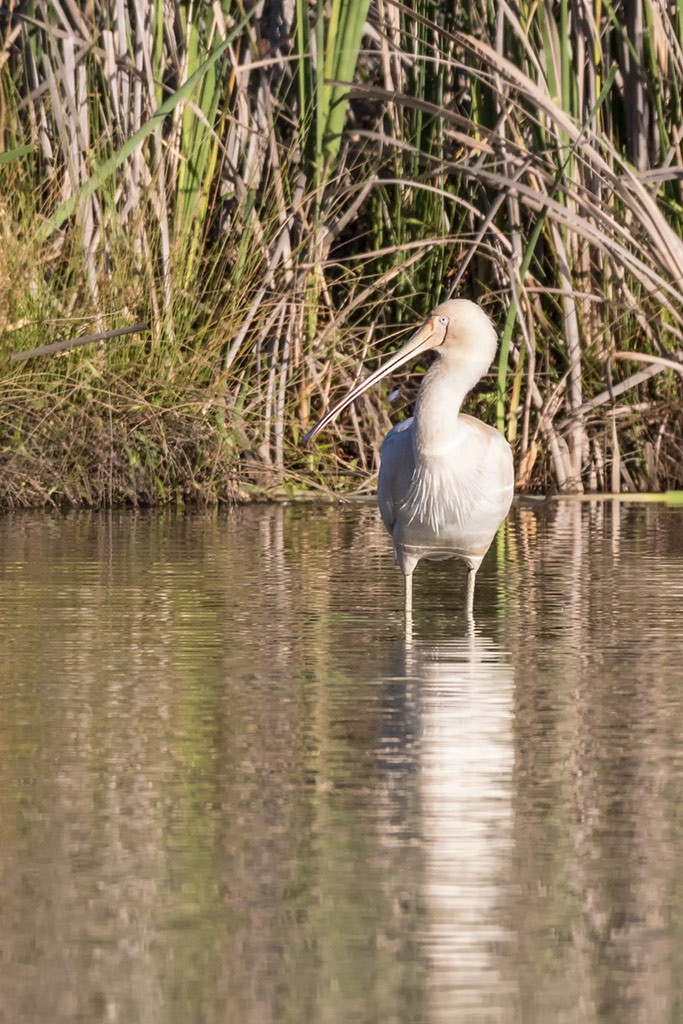 Click image for larger version

Name:	Mildura Trip 2019_0107.jpg
Views:	37
Size:	226.4 KB
ID:	466938