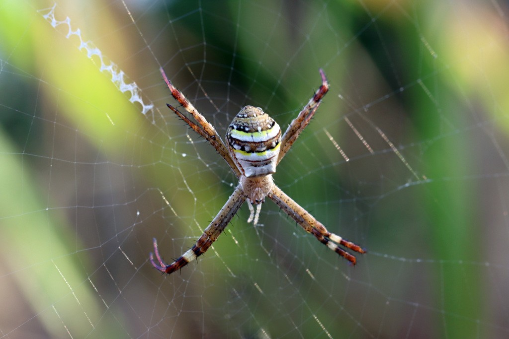 Click image for larger version

Name:	spider 2.jpg
Views:	37
Size:	105.4 KB
ID:	466960