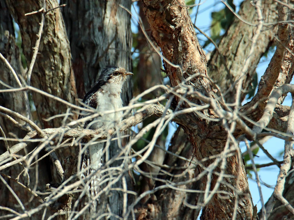 Click image for larger version

Name:	Pallid Cuckoo 1.jpg
Views:	48
Size:	226.6 KB
ID:	466975