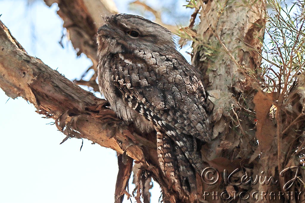 Click image for larger version

Name:	Frogmouth 2.jpg
Views:	49
Size:	211.4 KB
ID:	466992