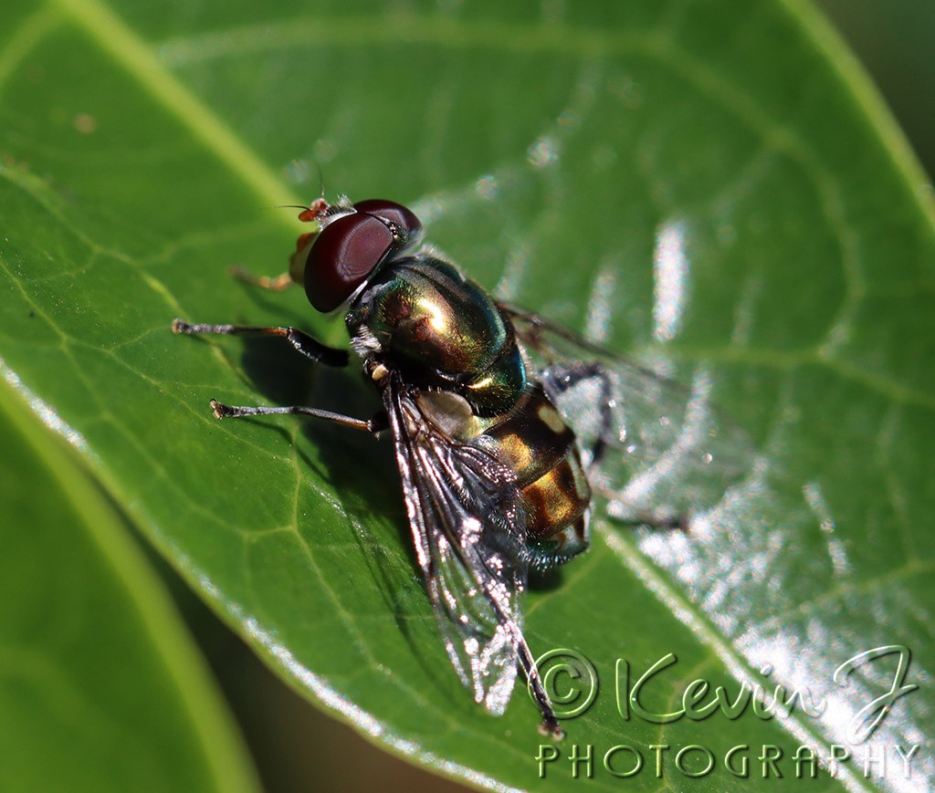 Click image for larger version

Name:	Shiny fly 1.jpg
Views:	22
Size:	166.3 KB
ID:	466994