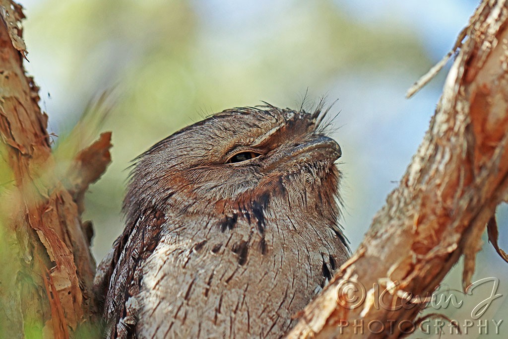 Click image for larger version  Name:	Frogmouth 3.jpg Views:	1 Size:	187.7 KB ID:	466996