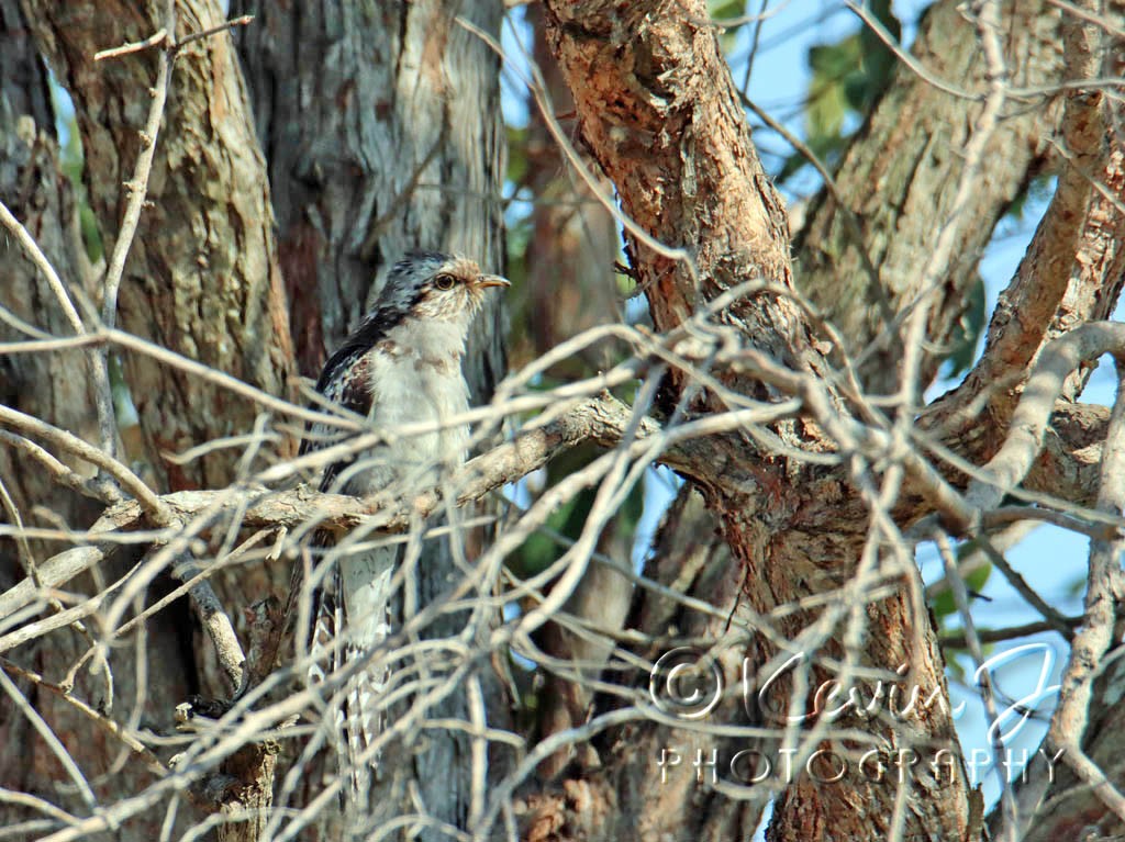 Click image for larger version

Name:	Pallid Cuckou 2.jpg
Views:	51
Size:	238.3 KB
ID:	467043