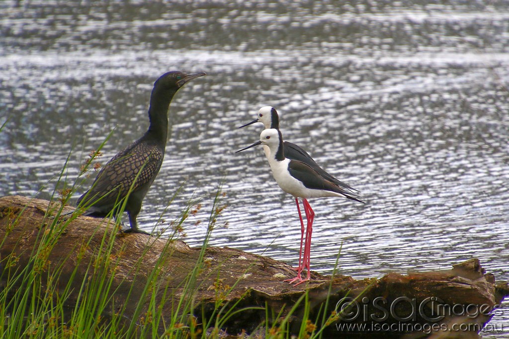 Click image for larger version

Name:	1990-Cormorant_Stilts.jpg
Views:	39
Size:	226.4 KB
ID:	467092