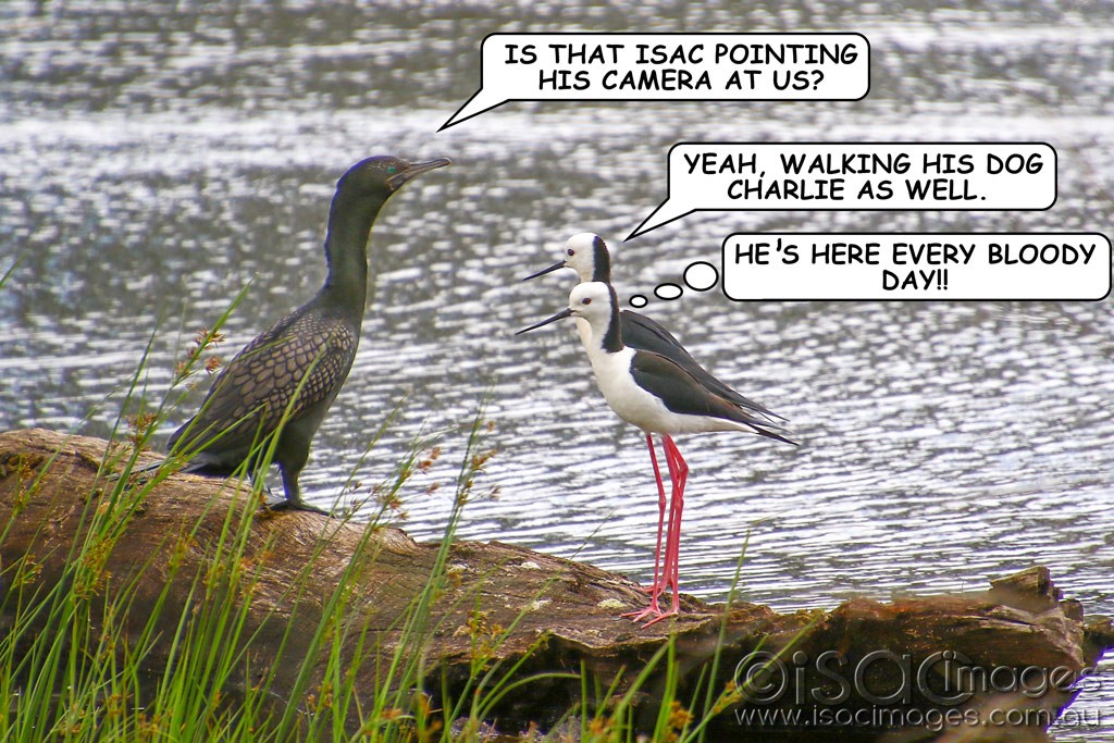 Click image for larger version

Name:	1990-Cormorant_Stilts_Comic.jpg
Views:	33
Size:	247.2 KB
ID:	467122