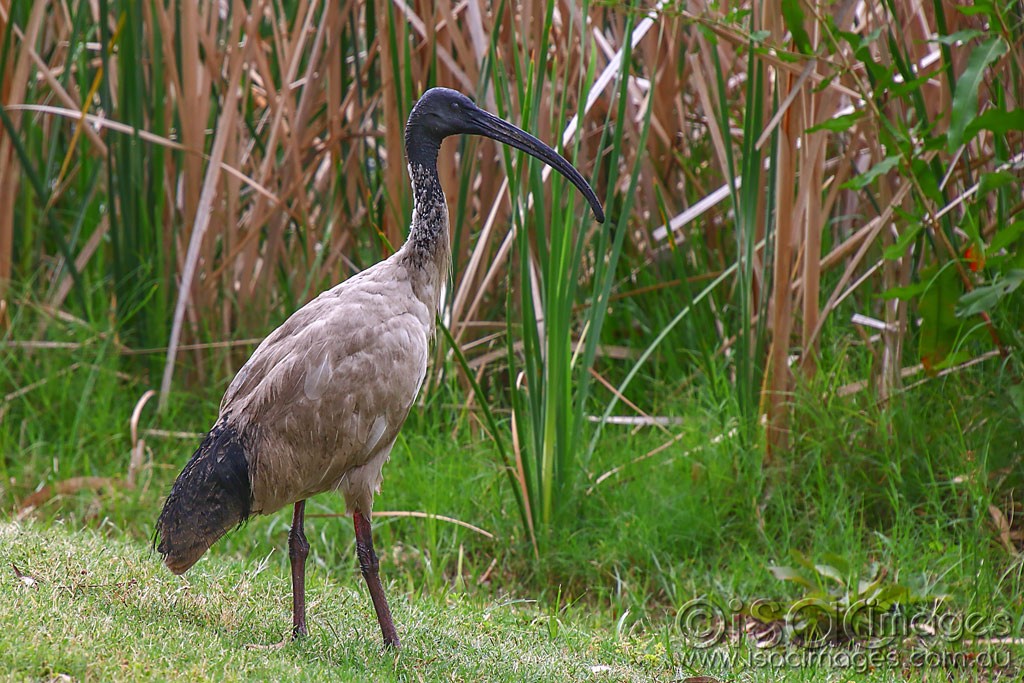 Click image for larger version

Name:	2062-Australian_White_Ibis.jpg
Views:	51
Size:	240.6 KB
ID:	467183