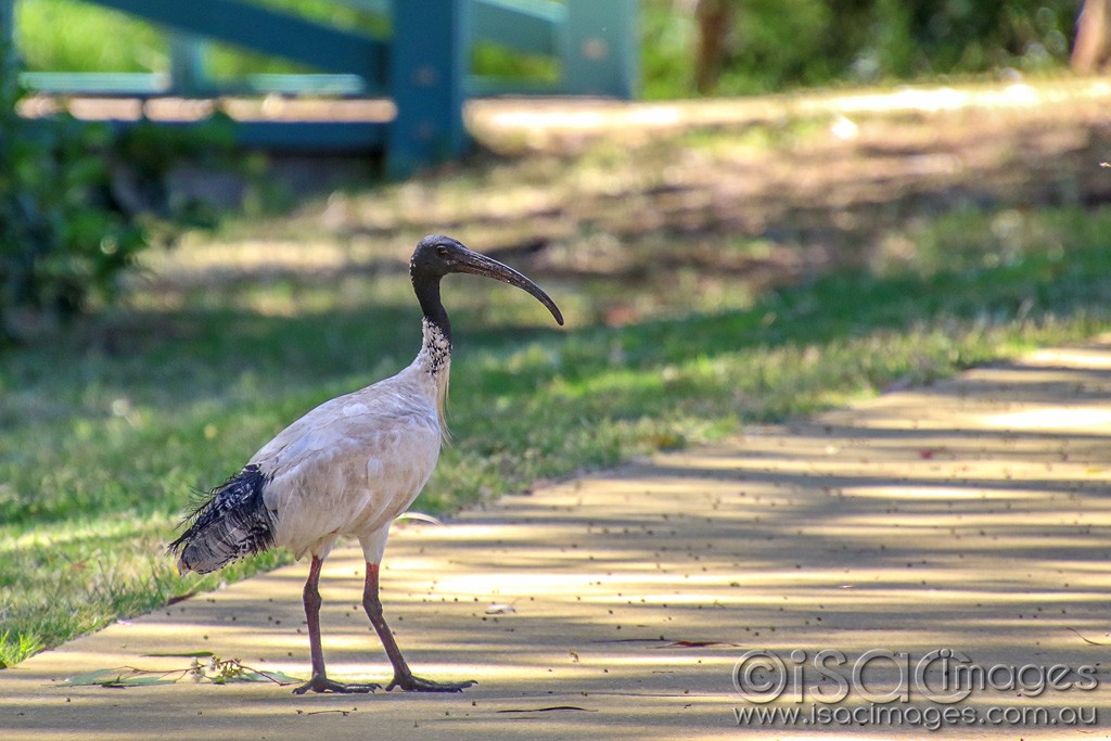 Click image for larger version

Name:	2314-Australian_White_Ibis.jpg
Views:	43
Size:	168.5 KB
ID:	467184