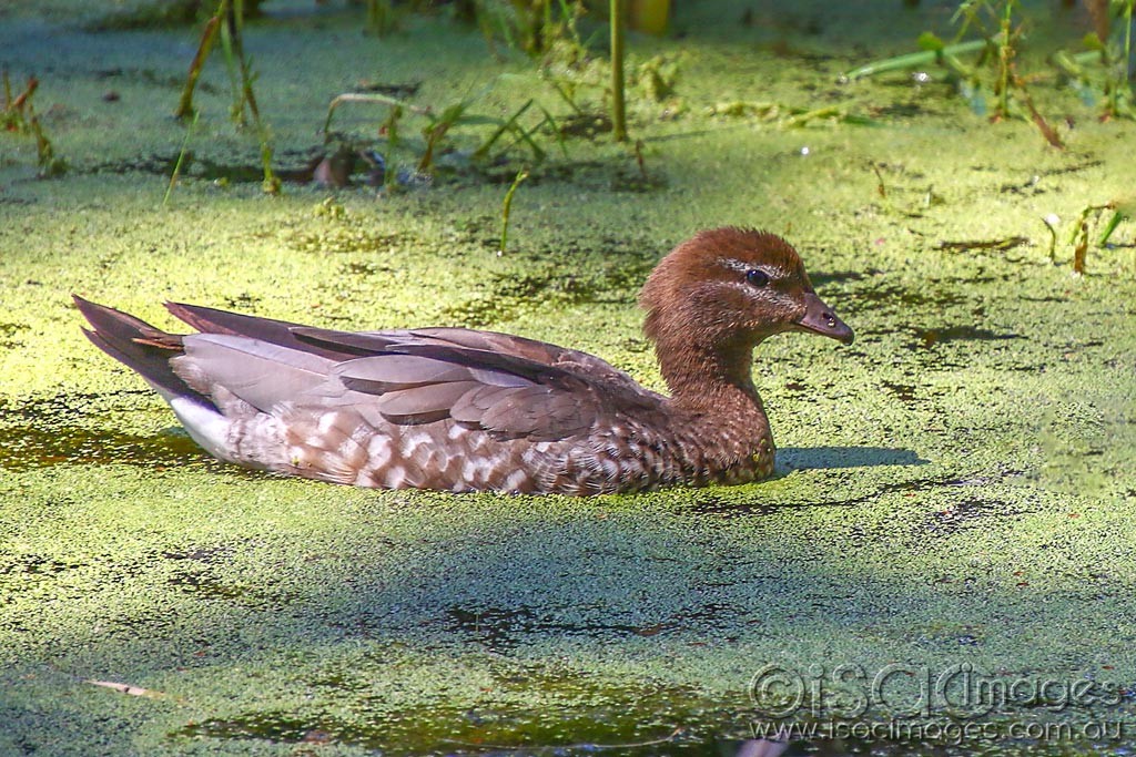 Click image for larger version

Name:	2320-Female_Wood_Duck.jpg
Views:	42
Size:	291.0 KB
ID:	467186