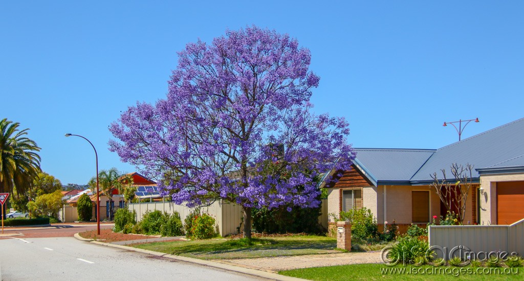 Click image for larger version

Name:	2352-Jacaranda_Tree.jpg
Views:	39
Size:	169.2 KB
ID:	467193