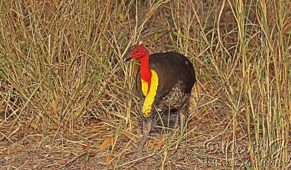 Click image for larger version

Name:	Brush Turkey 2.jpg
Views:	53
Size:	302.8 KB
ID:	467216