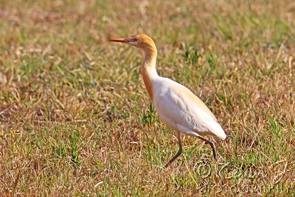 Click image for larger version

Name:	Egret 2.jpg
Views:	57
Size:	261.4 KB
ID:	467246