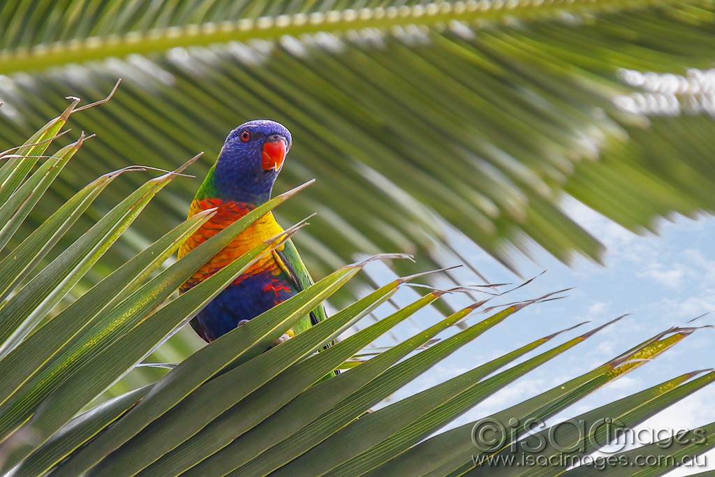 Click image for larger version

Name:	2360-Rainbow_Lorikeet.jpg
Views:	33
Size:	193.5 KB
ID:	467267