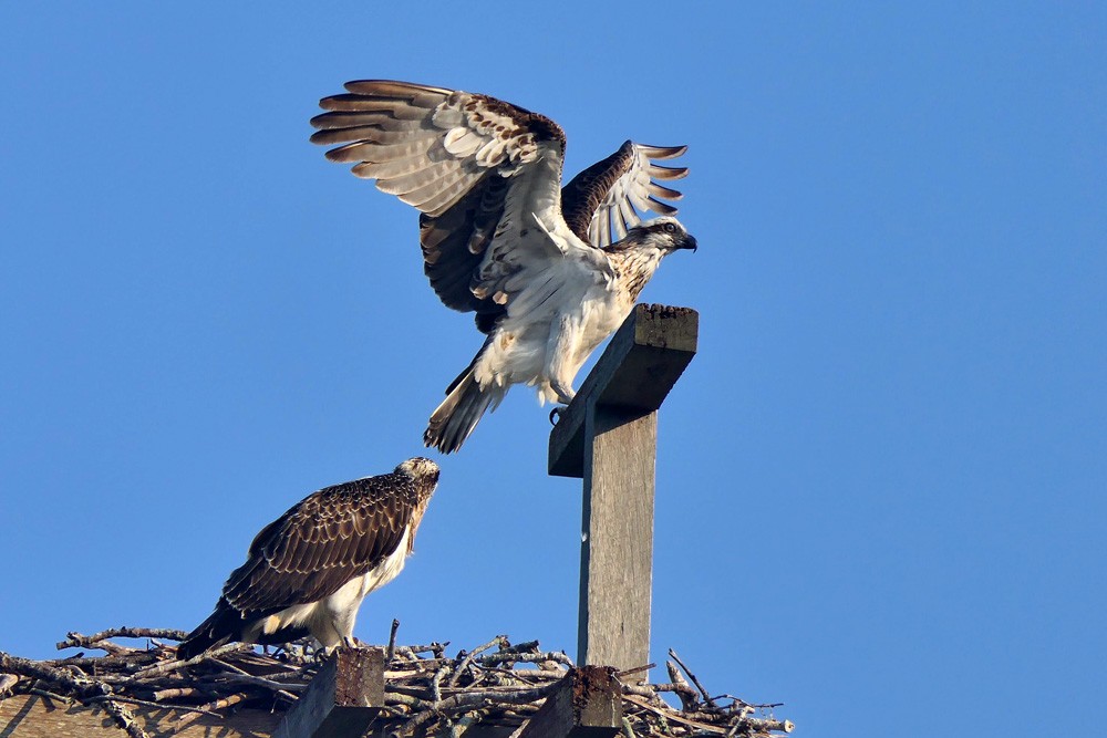 Click image for larger version

Name:	Osprey at nest.jpg
Views:	61
Size:	116.9 KB
ID:	467416