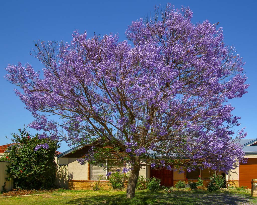 Click image for larger version

Name:	2557-Jacaranda-ORIGINAL.jpg
Views:	61
Size:	354.5 KB
ID:	467421