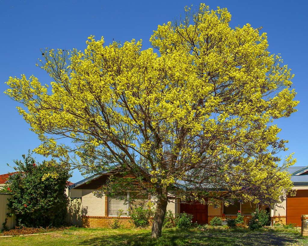 Click image for larger version

Name:	2557-Jacaranda-YELLOW.jpg
Views:	64
Size:	378.3 KB
ID:	467423