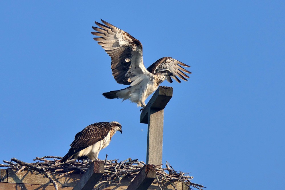 Click image for larger version

Name:	Osprey at nest (2).jpg
Views:	58
Size:	113.2 KB
ID:	467433