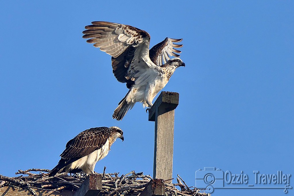 Click image for larger version

Name:	Ospreys.jpg
Views:	49
Size:	132.8 KB
ID:	467437