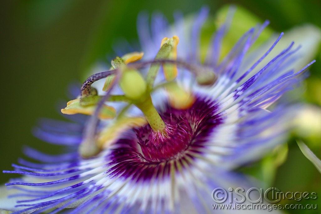 Click image for larger version

Name:	2808_Passionfruit_Flower.jpg
Views:	32
Size:	111.4 KB
ID:	467563