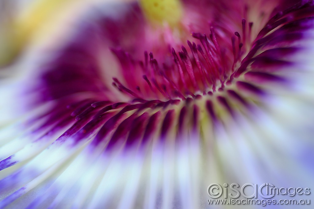 Click image for larger version

Name:	2810_Passionfruit_Flower.jpg
Views:	32
Size:	96.9 KB
ID:	467564