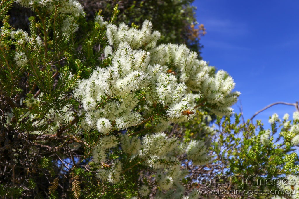 Click image for larger version  Name:	2860_Flowering_Gum.jpg Views:	0 Size:	244.0 KB ID:	467632