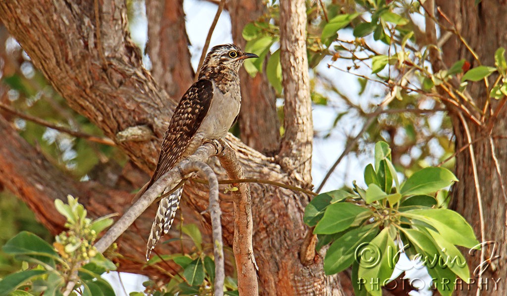 Click image for larger version

Name:	Pallid Cuckoo 2.0.jpg
Views:	31
Size:	197.6 KB
ID:	467743