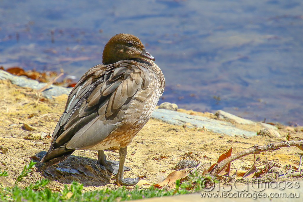 Click image for larger version  Name:	3106-Wood_Duck.jpg Views:	6 Size:	206.7 KB ID:	467831