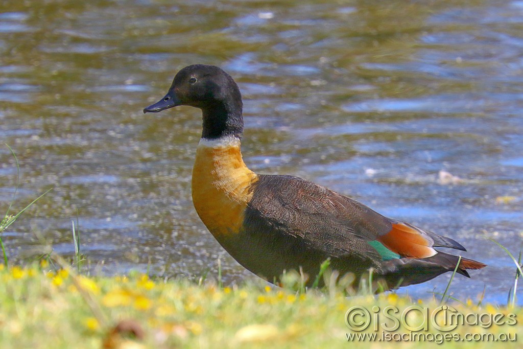 Click image for larger version  Name:	3116-Shelduck_Male.jpg Views:	5 Size:	160.7 KB ID:	467833