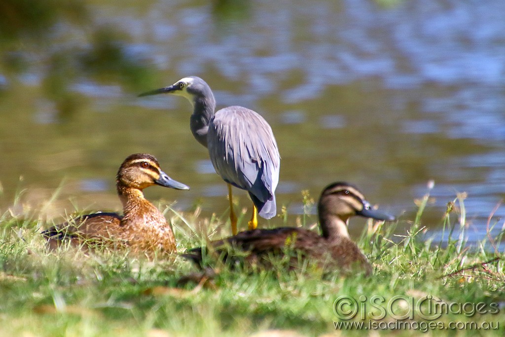 Click image for larger version  Name:	2975-Whit_Faced_Heron.jpg Views:	5 Size:	169.1 KB ID:	467834