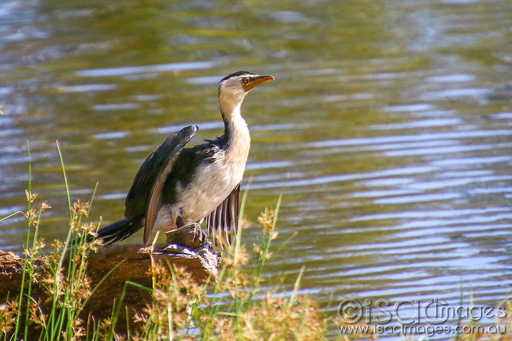 Click image for larger version  Name:	3015-Little_Pied_Cormorant.jpg Views:	6 Size:	196.3 KB ID:	467835