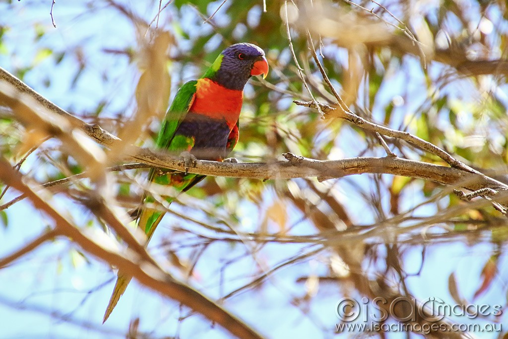 Click image for larger version  Name:	3128-Rainbow_Lorikeet.jpg Views:	0 Size:	191.4 KB ID:	467844