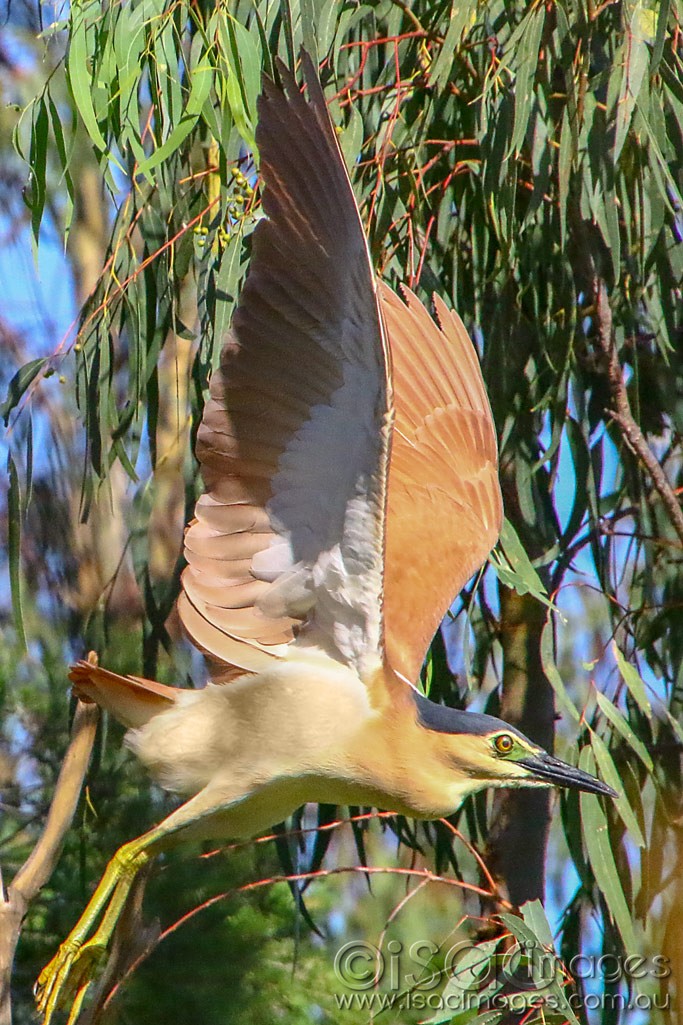 Click image for larger version

Name:	3225-Nankeen_Night_Heron.jpg
Views:	32
Size:	243.0 KB
ID:	467858