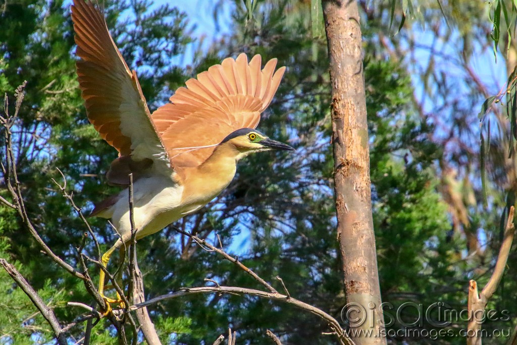 Click image for larger version

Name:	3223-Nankeen_Night_Heron.jpg
Views:	28
Size:	228.6 KB
ID:	467859