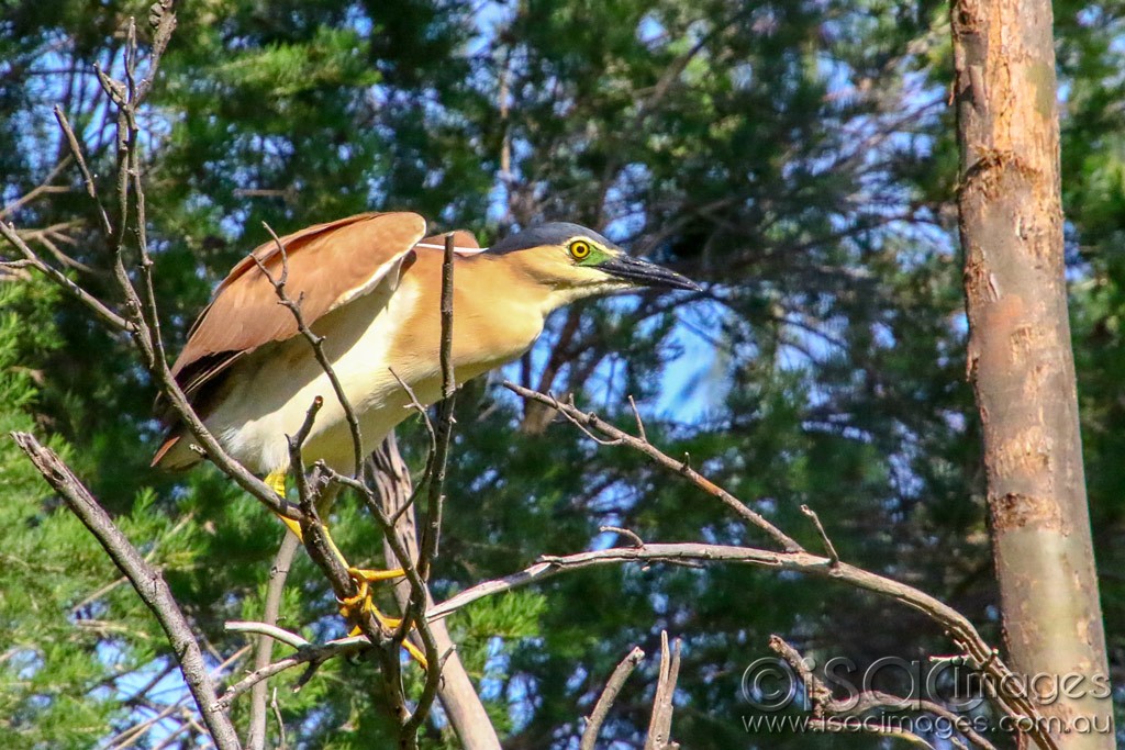 Click image for larger version

Name:	3222-Nankeen_Night_Heron.jpg
Views:	32
Size:	229.5 KB
ID:	467860