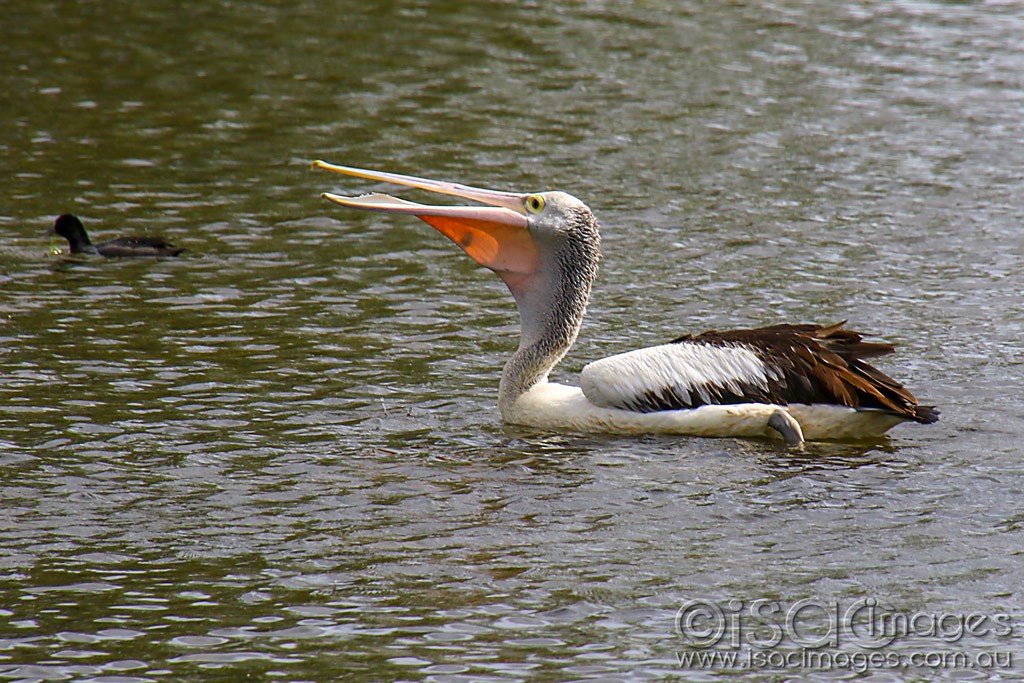 Click image for larger version

Name:	3326-Pelican.jpg
Views:	60
Size:	238.5 KB
ID:	467914