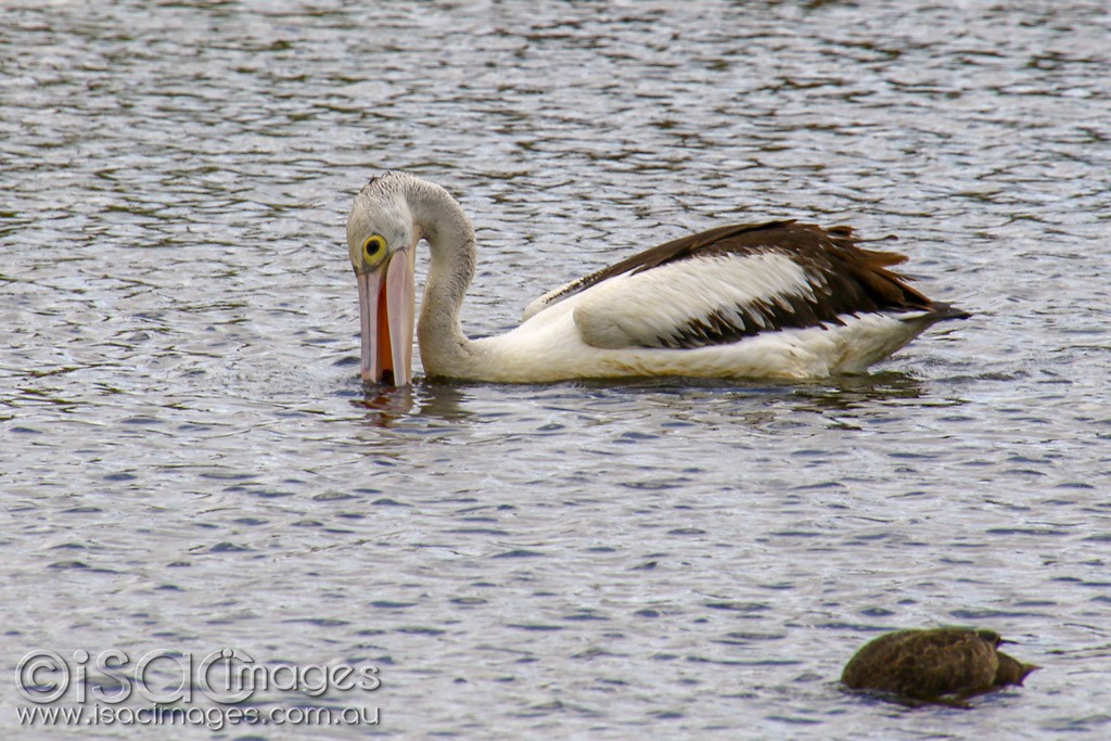 Click image for larger version

Name:	3296-Pelican.jpg
Views:	54
Size:	215.8 KB
ID:	467915