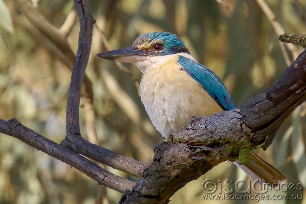 Click image for larger version

Name:	3463-Sacred_Kingfisher.jpg
Views:	56
Size:	160.8 KB
ID:	468043