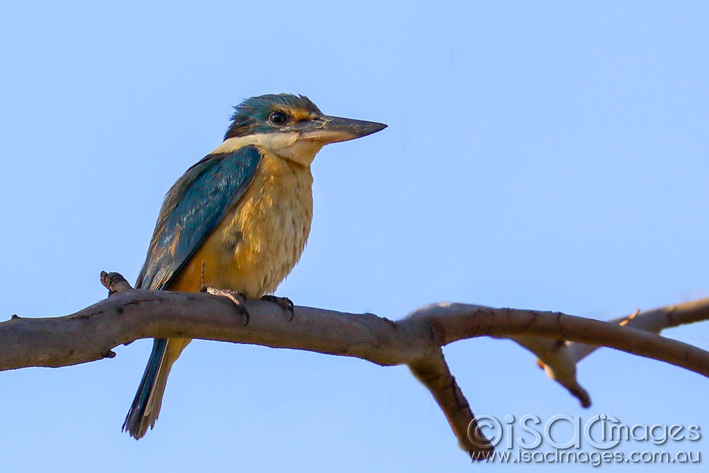 Click image for larger version

Name:	3475-Sacred_Kingfisher.jpg
Views:	57
Size:	97.7 KB
ID:	468044