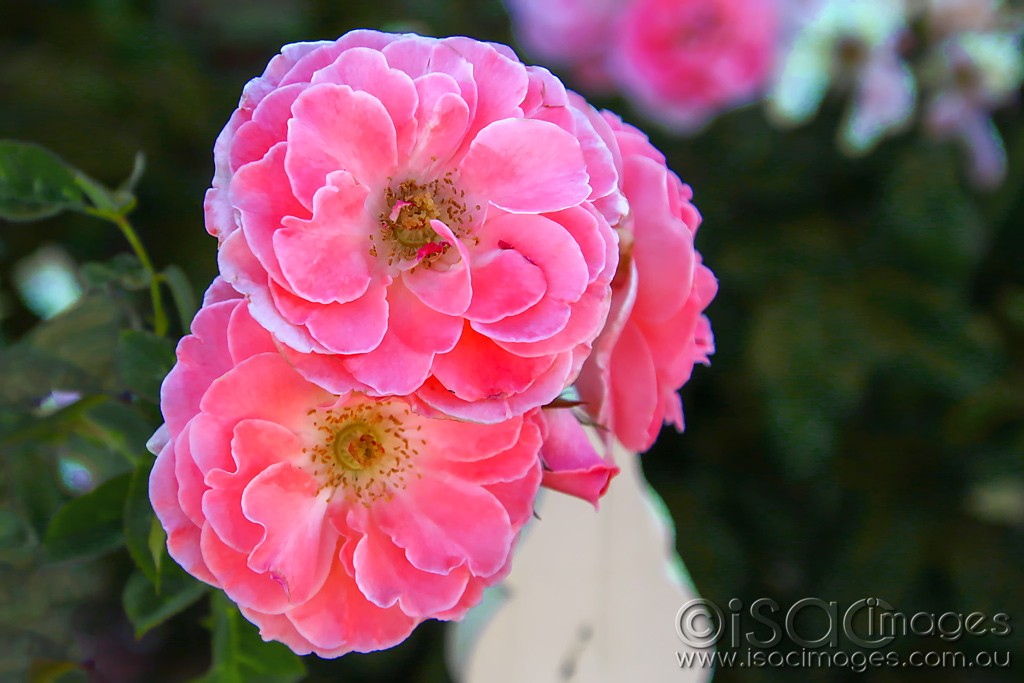 Click image for larger version

Name:	3433-Pink-_Roses.jpg
Views:	34
Size:	130.4 KB
ID:	468049