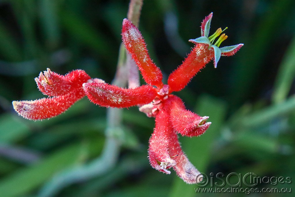 Click image for larger version

Name:	3489-Kangaroo_Paw.jpg
Views:	34
Size:	159.5 KB
ID:	468050