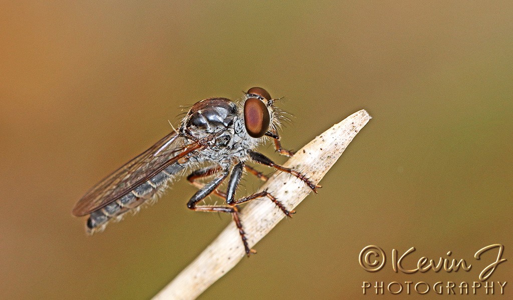 Click image for larger version

Name:	Robber Fly copy.jpg
Views:	30
Size:	142.4 KB
ID:	468057