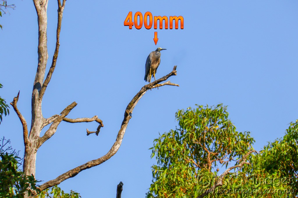 Click image for larger version

Name:	3513-White_Faced_Heron_400mm.jpg
Views:	60
Size:	152.9 KB
ID:	468107