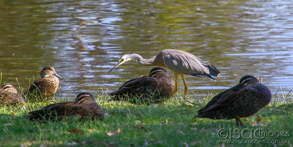 Click image for larger version

Name:	3521-Heron_with_Ducks.jpg
Views:	60
Size:	161.3 KB
ID:	468108