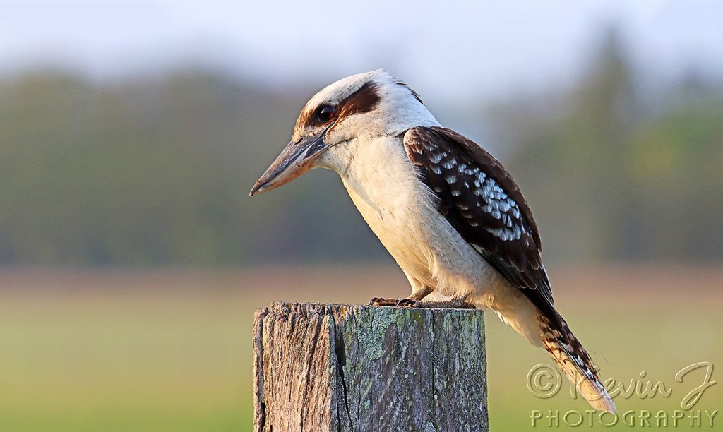 Click image for larger version

Name:	Kevinj_Kookaburra.jpg
Views:	32
Size:	129.7 KB
ID:	468134