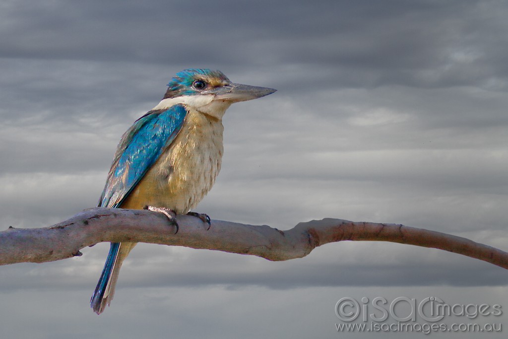 Click image for larger version

Name:	3475-Sacred_Kingfisher_1.jpg
Views:	50
Size:	88.4 KB
ID:	468199