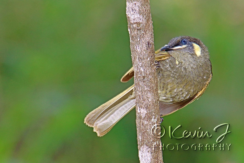 Click image for larger version

Name:	Honeyeater 2.jpg
Views:	38
Size:	170.1 KB
ID:	468212