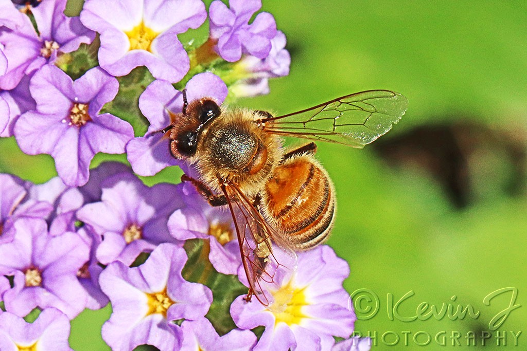 Click image for larger version

Name:	Bee copy.jpg
Views:	32
Size:	201.6 KB
ID:	468415