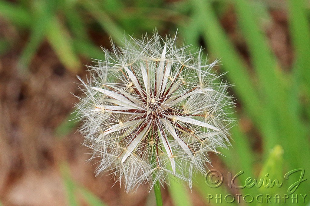 Click image for larger version

Name:	Dandelion copy.jpg
Views:	32
Size:	204.8 KB
ID:	468454