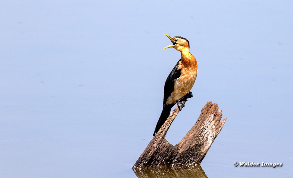 Click image for larger version

Name:	Pied-Cormorant.jpg
Views:	51
Size:	87.9 KB
ID:	468505