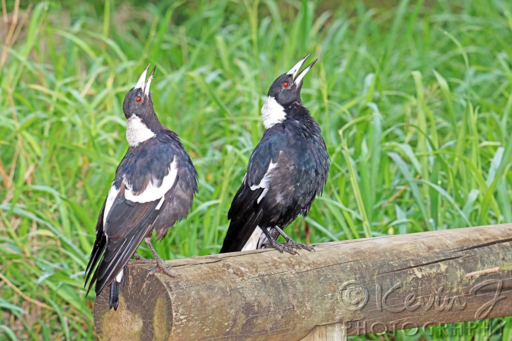 Click image for larger version

Name:	Magpies.jpg
Views:	47
Size:	207.8 KB
ID:	468533